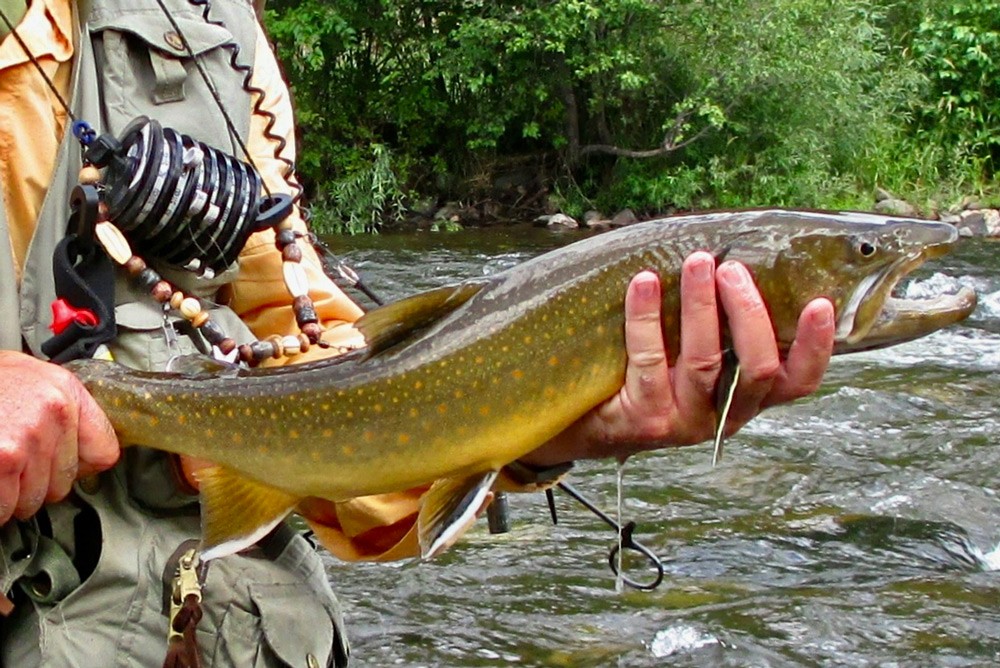 New JP Ross TOAD got its first taste of Aussie waters. Couldn't be happier  with how my costume rod turned out!! : r/flyfishing