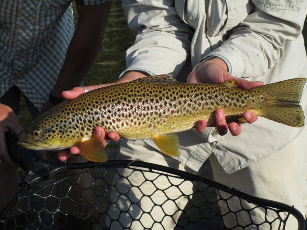 Melanie's lock leven brown trout she caught