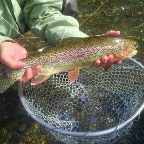 Holding a wild rainbow trout just outside of the net in the river.