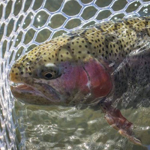Close-up of a rainbow trout in the net in the water