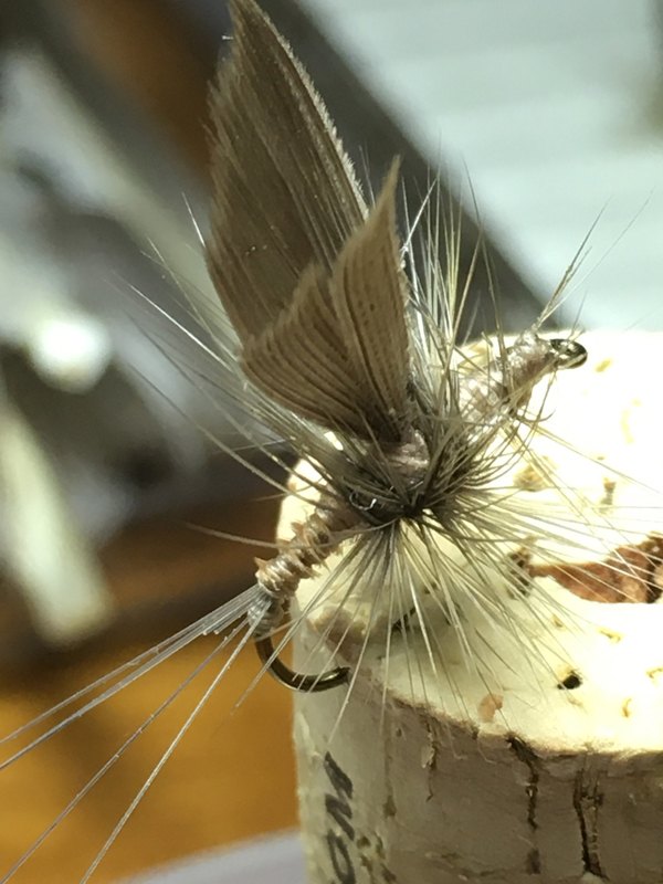 Thorax dun hooked into a cork