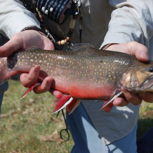 A close-up of a brook trout I caught on the private spring creek in Ohio.