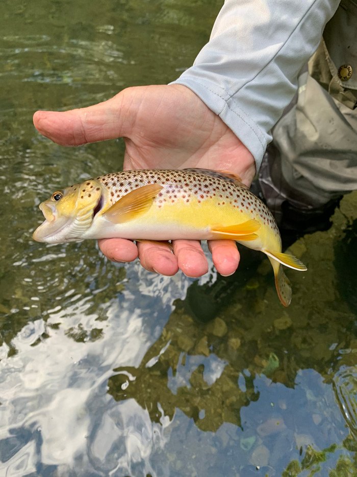 Brown trout in hand caught in October.
