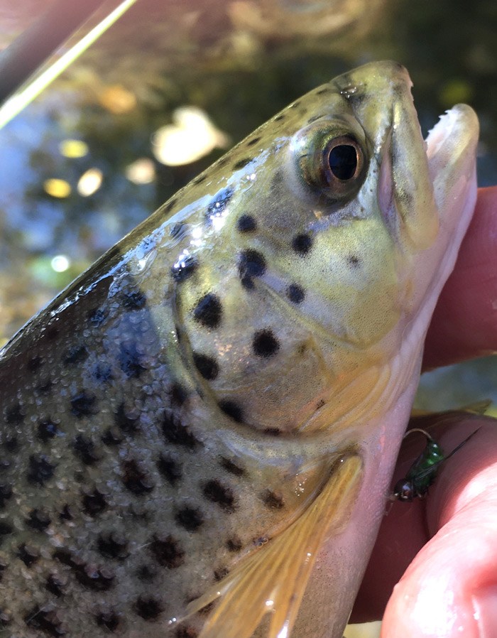 Caddis larvae fly hooked in trout mouth