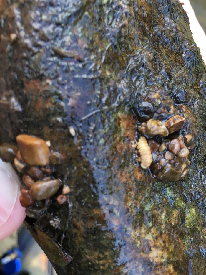 Caddis Larvae on the bottom of a rock