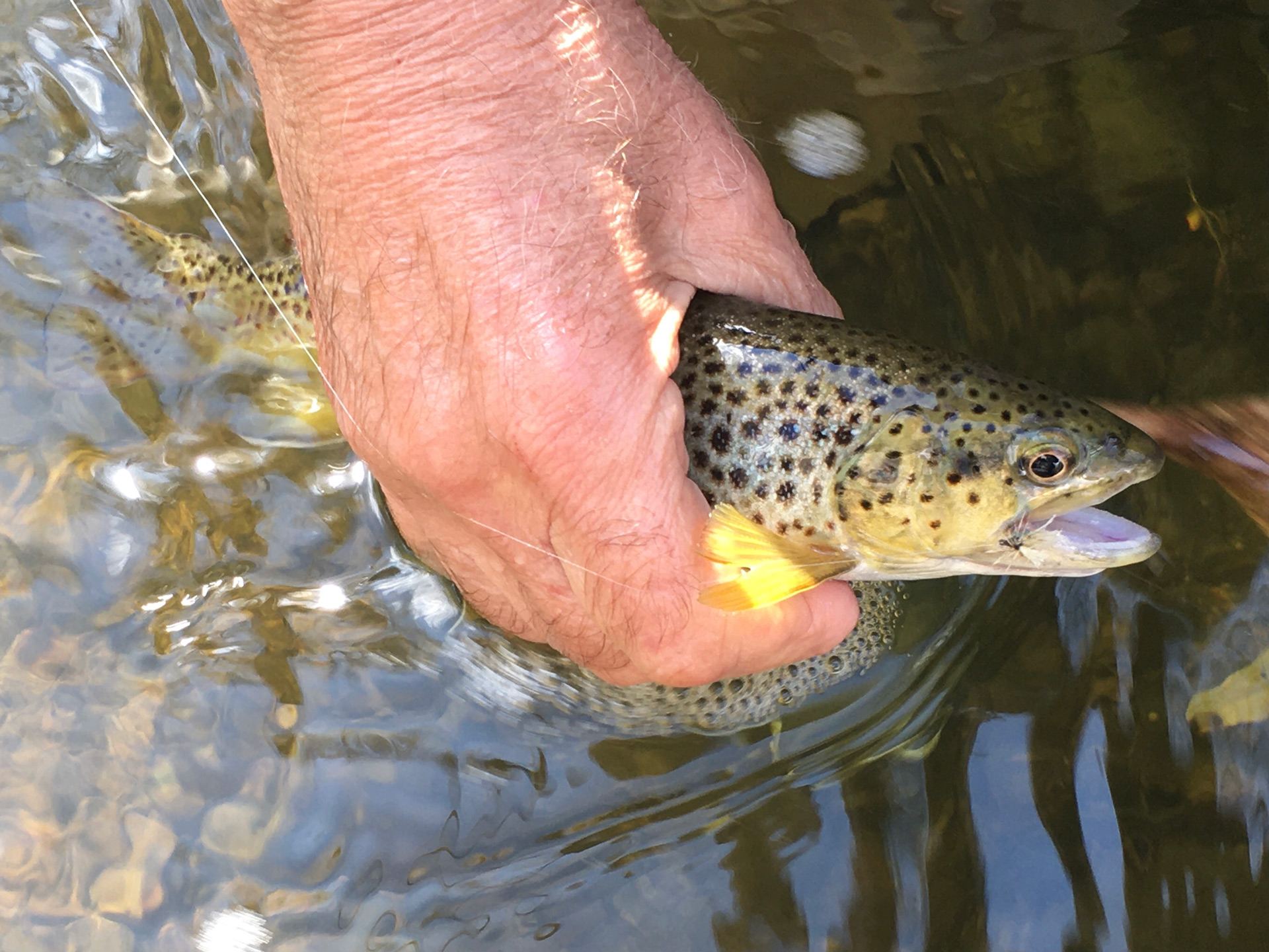 Polar Parachute Caddis Fly hook in a brown trout mouth.