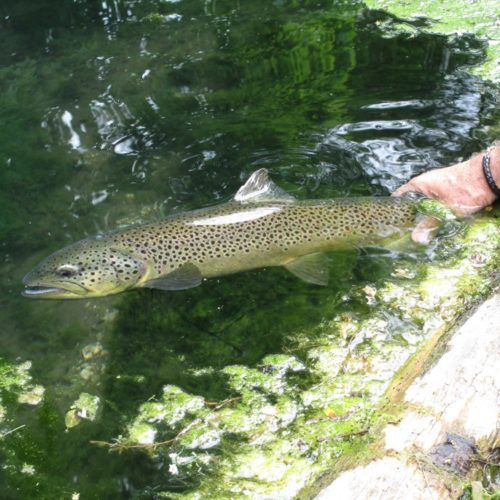 Me releasing a brown trout back into the water