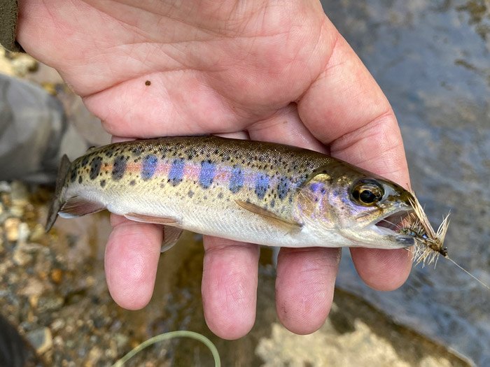 Hand holding a wild brook trout with fly in the mouth