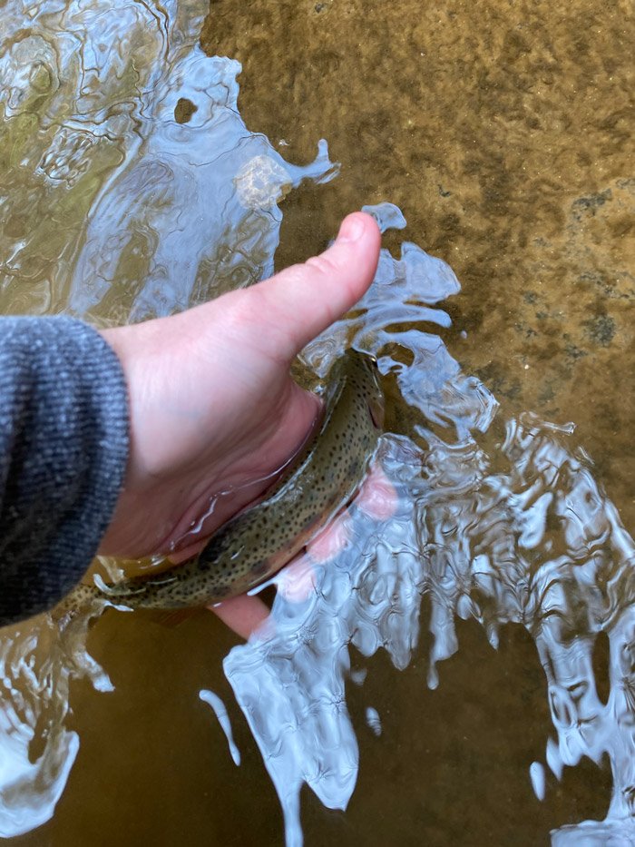 Hand releasing wild trout back into the water