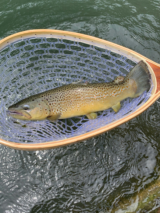 Brown trout just netted