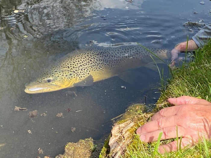 Close-up of a hand safely letting a brown trout go back into the stream.