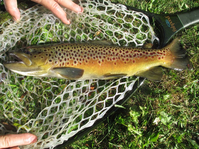 12" brown trout laying over top the net on the ground.