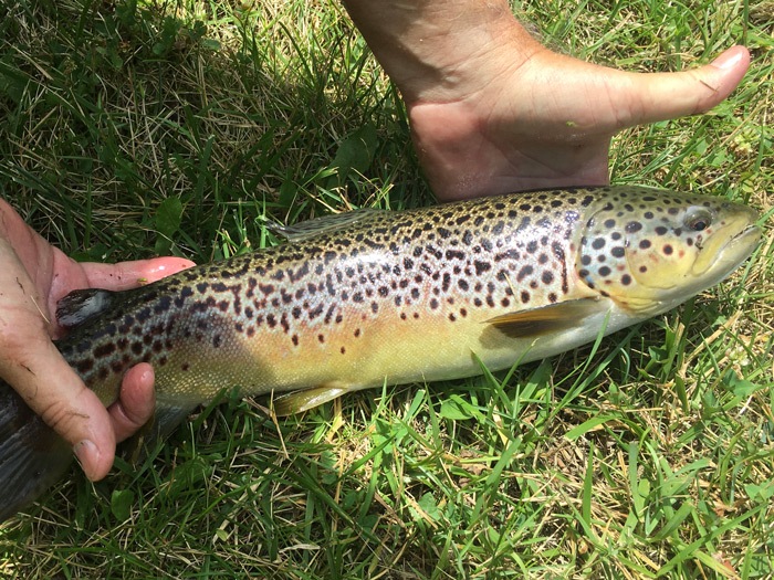 Two hands holding a 14" brown trout.