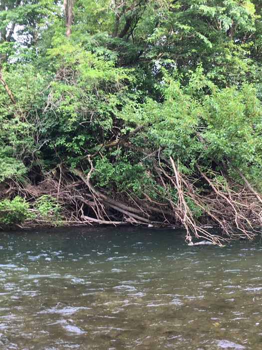 Deep pool of water across the stream under tree limbs and brush.