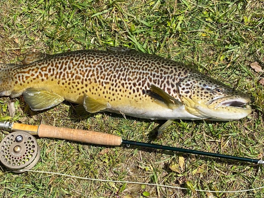 A monster 18" brown trout laying next to rod on the grass.