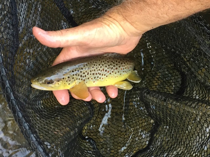 Holding a 8" brown trout in the net on the river.