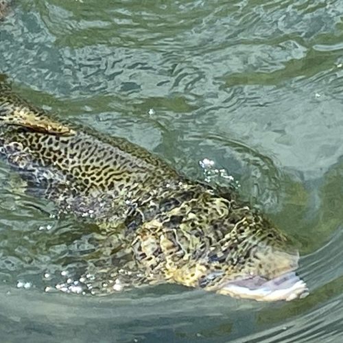 A monster brown trout just under the surface of the water.