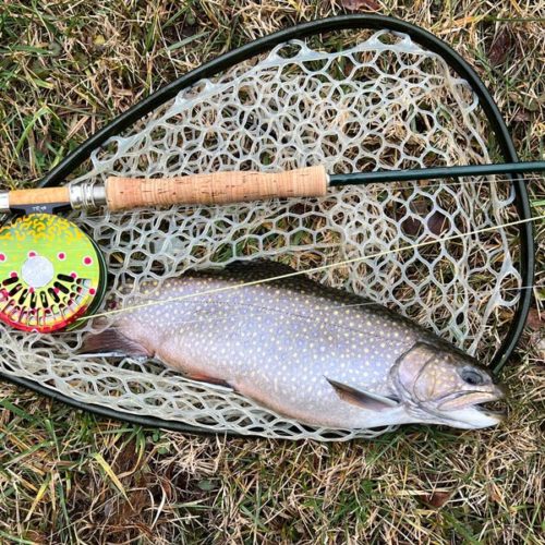 Top down photo of a brook trout and abel reel and rod sitting on the net on the grass