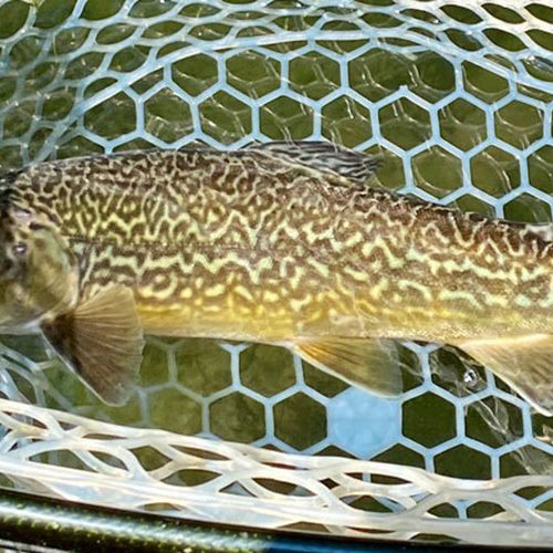 A close-up of a tiger trout in the net
