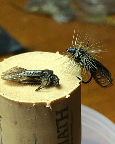 Early Black Stonefly