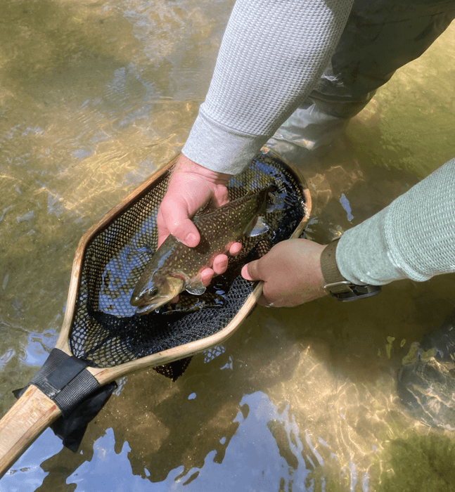 Andy holding a wild trout just out of the net over the water.