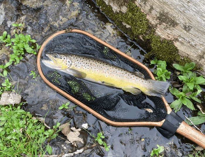 Brown trout laying in a net in the water.