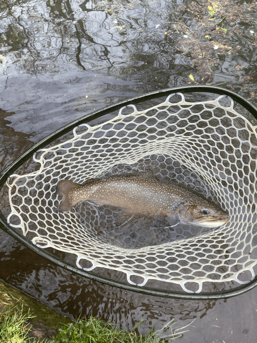 Bruiser Brook Trout