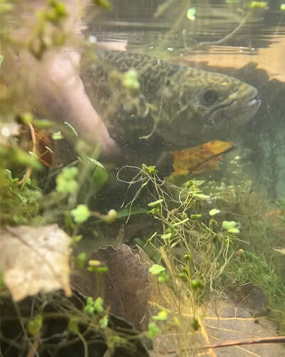 Tiger Release under water.