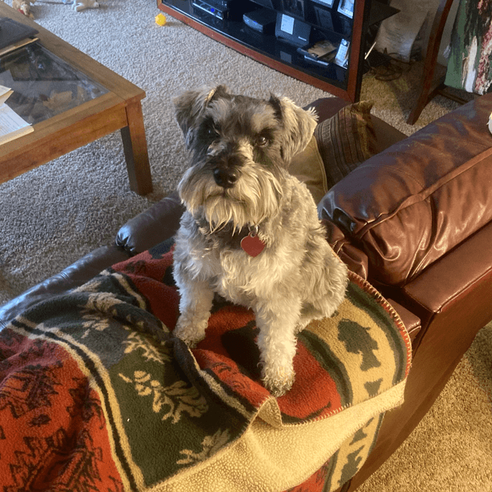 Our mini Schnauzer, Willow Brook, looking up at the camera